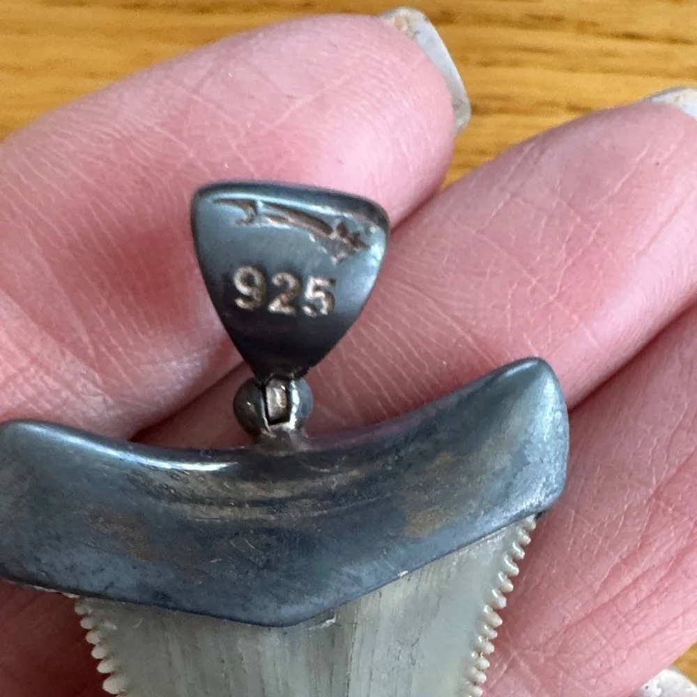 Stauer Men's Black Shark Tooth Pendant in Sterling Silver Setting NO CHAIN - Picture 4 of 6